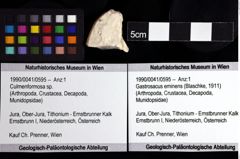 Foto (Objket + Etiketten) von Culmenformosa sp. 